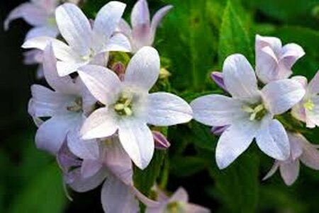 Campanula lactiflora 'Loddon Anna' P9 - afbeelding 4