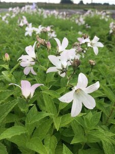 Campanula lactiflora 'Loddon Anna' P9 - afbeelding 2