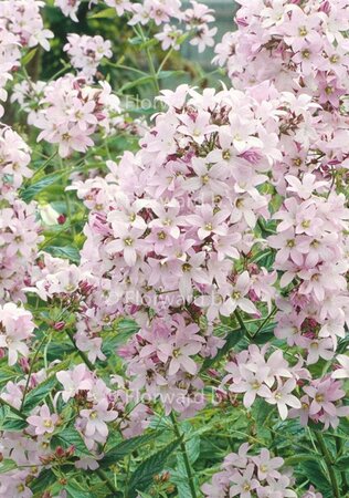 Campanula lactiflora 'Loddon Anna' P9 - afbeelding 7