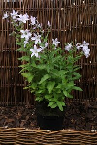 Campanula lactiflora 'Loddon Anna' P9 - afbeelding 8