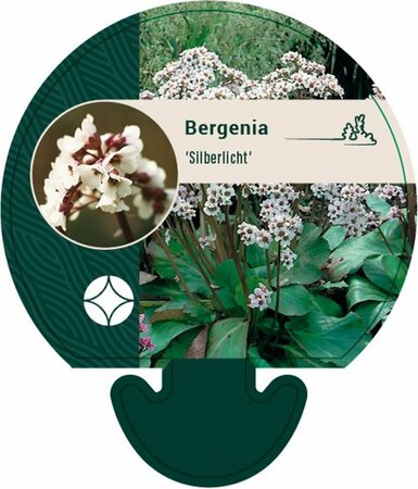 Bergenia 'Silberlicht' P9 - afbeelding 5