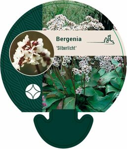 Bergenia 'Silberlicht' P9 - afbeelding 5