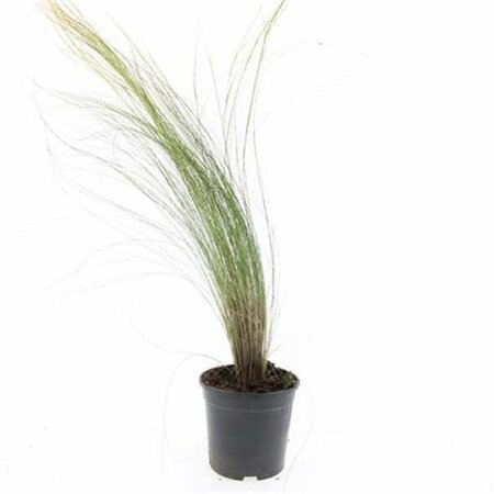 Stipa tenuissima 'Ponytails' P9 - afbeelding 3