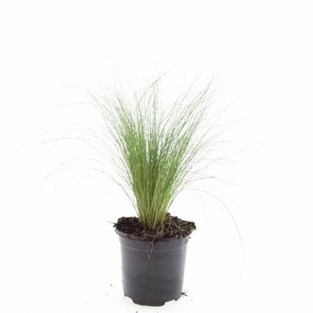 Stipa tenuissima 'Ponytails' P9 - afbeelding 2