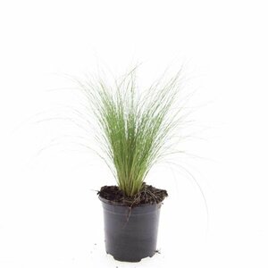 Stipa tenuissima 'Ponytails' P9 - afbeelding 2