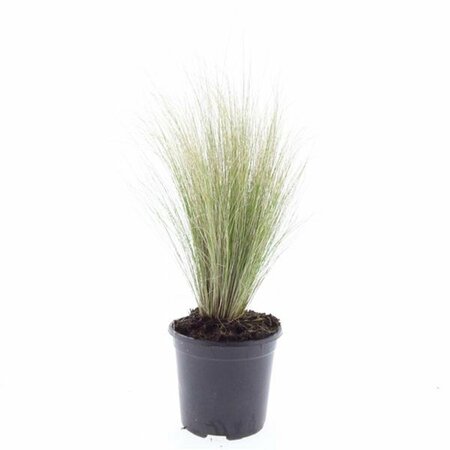 Stipa tenuissima 'Ponytails' P9 - afbeelding 11