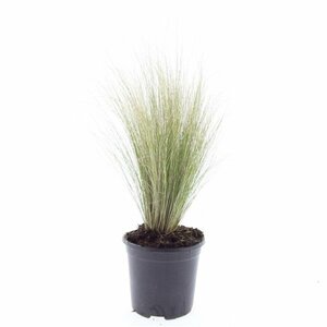 Stipa tenuissima 'Ponytails' P9 - afbeelding 11