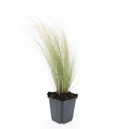 Stipa tenuissima 'Ponytails' P9 - afbeelding 6