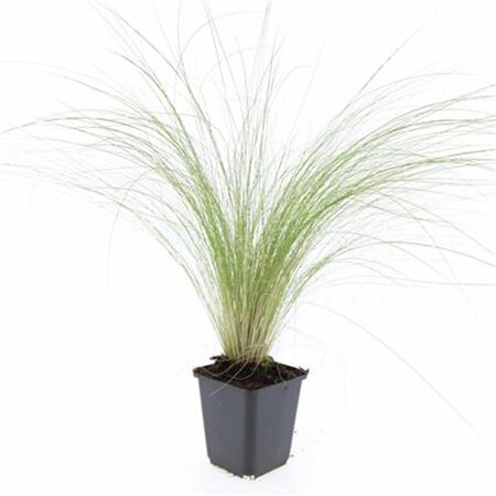 Stipa tenuissima 'Ponytails' P9 - afbeelding 5