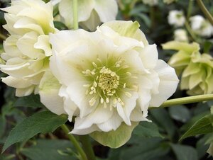 Helleborus orientalis 'Double Ellen White' P9