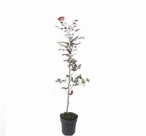 Fagus sylvatica 'Atropunicea' - afbeelding 6