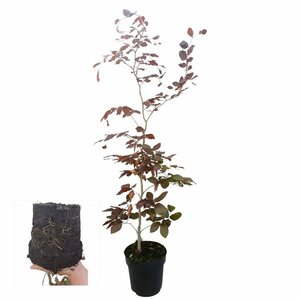Fagus sylvatica 'Atropunicea' - afbeelding 4
