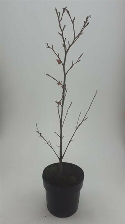 Fagus sylvatica 'Atropunicea' - afbeelding 5
