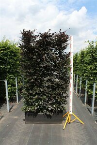 Fagus sylvatica 'Atropunicea' - afbeelding 2