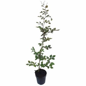 Fagus sylvatica 'Atropunicea' - afbeelding 10