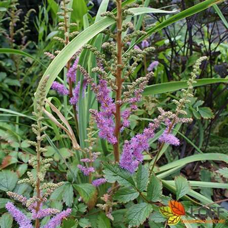 Astilbe chinensis 'Pumila' P9 - afbeelding 1