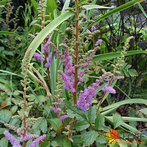 Astilbe chinensis 'Pumila' P9