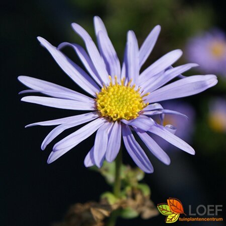 Aster frikartii 'Mönch' P9 - afbeelding 2