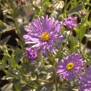 Aster frikartii 'Mönch' P9 - afbeelding 8