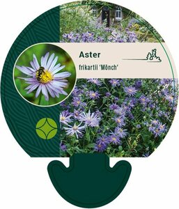 Aster frikartii 'Mönch' P9 - afbeelding 5