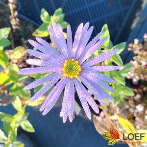 Aster frikartii 'Mönch' P9 - afbeelding 3