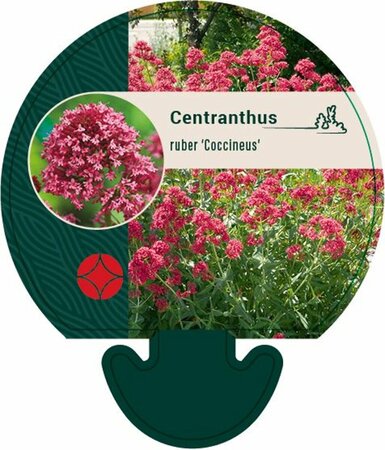 Centranthus ruber 'Coccineus' P9 - afbeelding 3