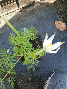 Pulsatilla vulgaris 'Alba' P9 - afbeelding 7