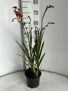 Crocosmia 'Emily McKenzie' P9