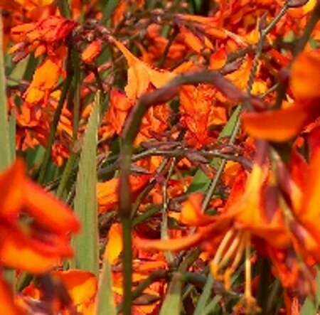 Crocosmia 'Emily McKenzie' P9 - afbeelding 4