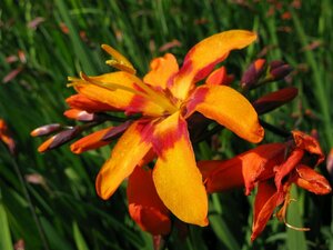 Crocosmia 'Emily McKenzie' P9 - afbeelding 1