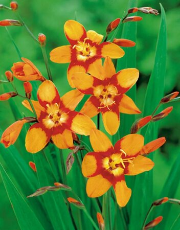 Crocosmia 'Emily McKenzie' P9 - afbeelding 5
