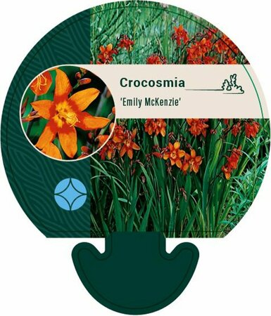 Crocosmia 'Emily McKenzie' P9 - afbeelding 2
