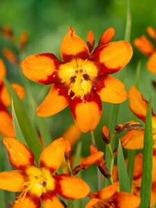 Crocosmia 'Emily McKenzie' P9 - afbeelding 6