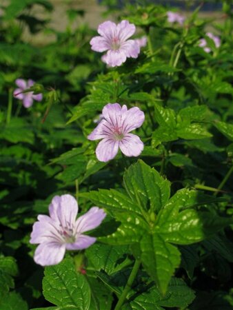 Geranium nodosum P9 - afbeelding 3