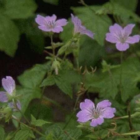 Geranium nodosum P9 - afbeelding 4
