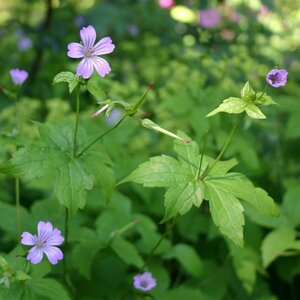 Geranium nodosum P9 - afbeelding 3