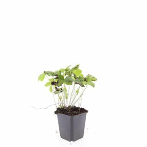 Geranium nodosum P9 - afbeelding 10