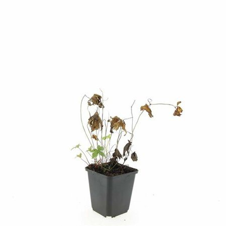 Geranium nodosum P9 - afbeelding 9
