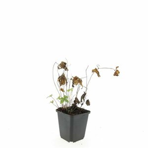 Geranium nodosum P9 - afbeelding 9