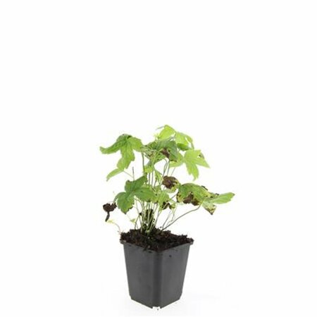 Geranium nodosum P9 - afbeelding 7