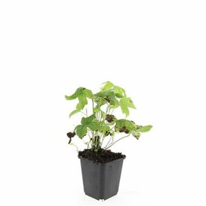 Geranium nodosum P9 - afbeelding 7