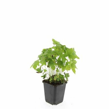 Geranium nodosum P9 - afbeelding 6