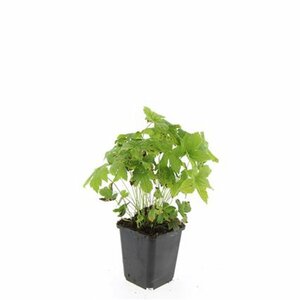 Geranium nodosum P9 - afbeelding 6