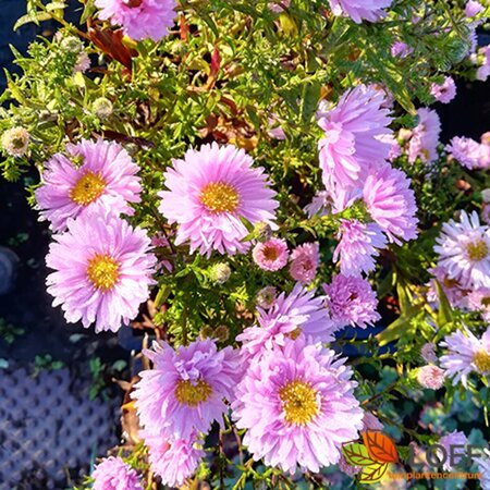 Aster novae-belgii 'Fellowship' P9 - afbeelding 1
