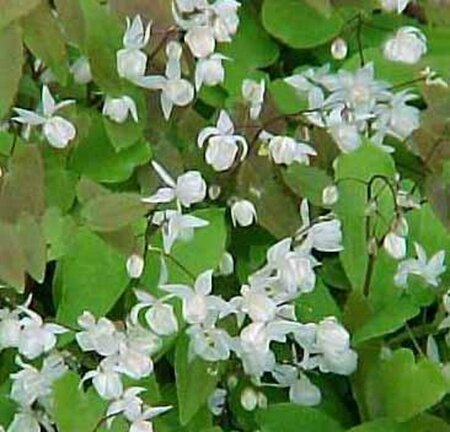 Epimedium youngianum 'Niveum' P9 - afbeelding 4