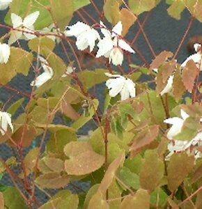 Epimedium youngianum 'Niveum' P9 - afbeelding 6