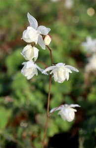 Epimedium youngianum 'Niveum' P9 - afbeelding 2