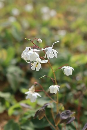 Epimedium youngianum 'Niveum' P9 - afbeelding 3