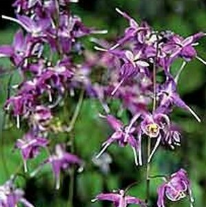 Epimedium grandiflorum 'Lilafee' P9