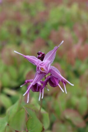 Epimedium grandiflorum 'Lilafee' P9 - afbeelding 2